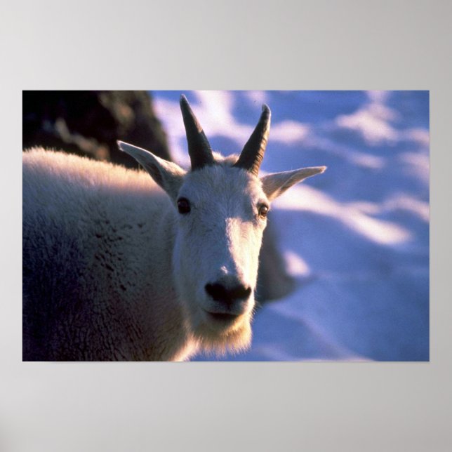 Rocky Mountain Goat Head Poster (Vorne)