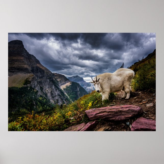Rocky Mountain Goat Poster (Vorne)