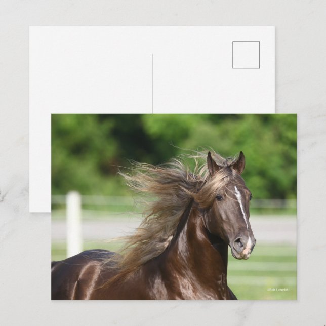 Rocky Mountain Horse Hal Headshot Postkarte (Vorne/Hinten)