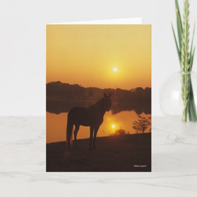 Rocky Mountain Horse Stehend im Sonnenuntergang Karte (Vorderseite)