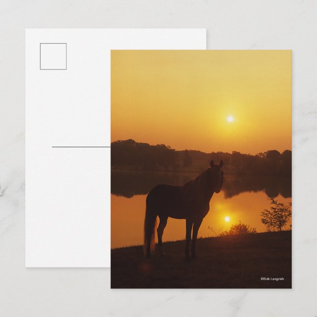 Rocky Mountain Horse Stehend im Sonnenuntergang Postkarte (Vorne/Hinten)