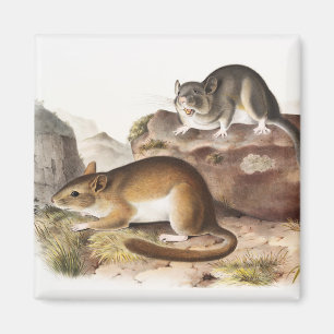 Rocky Mountain Neotoma-Maus (Neotoma Drummondii) Magnet