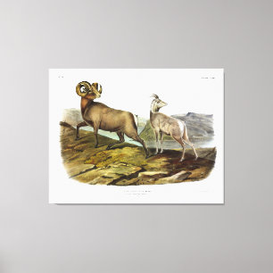 Rocky Mountain Sheep, Bighorn Sheep von Audubon Leinwanddruck