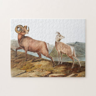 Rocky Mountain Sheep (Ovis montana) Illustration