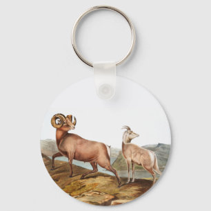 Rocky Mountain Sheep (Ovis montana) Illustration Schlüsselanhänger