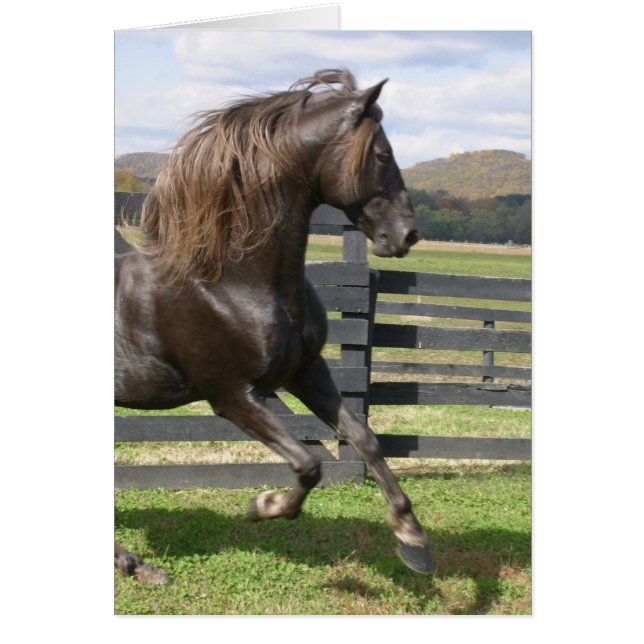 Rocky Mountain Stallion (Vorne)