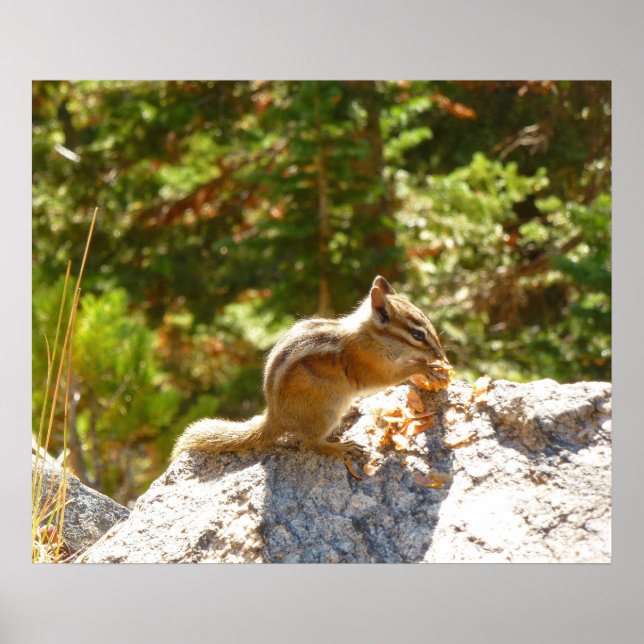 Rocky Mountain-Streifenhörnchen Poster (Vorne)