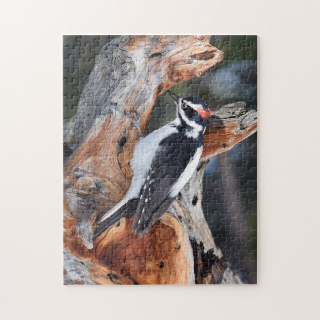 Rocky Mountain Woodpecker - RMNP - 11x14 - 252 pc (Vertikal)
