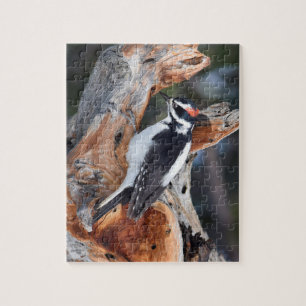 Rocky Mountain Woodpecker - RMNP - 8x10 - 110 pc