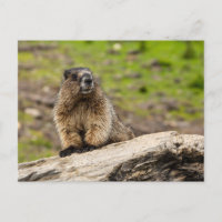 Rocky Mountains Murmeltier Postkarte