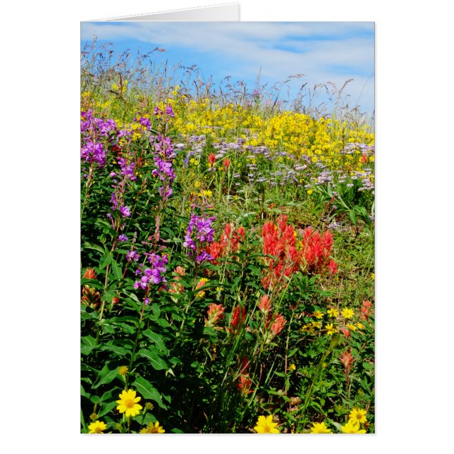 Rocky Mountains-Wildblumen (Vorne)