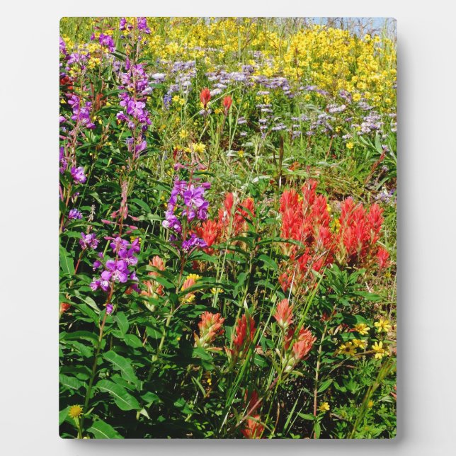 Rocky Mountains-Wildblumen Fotoplatte (Vorderseite)