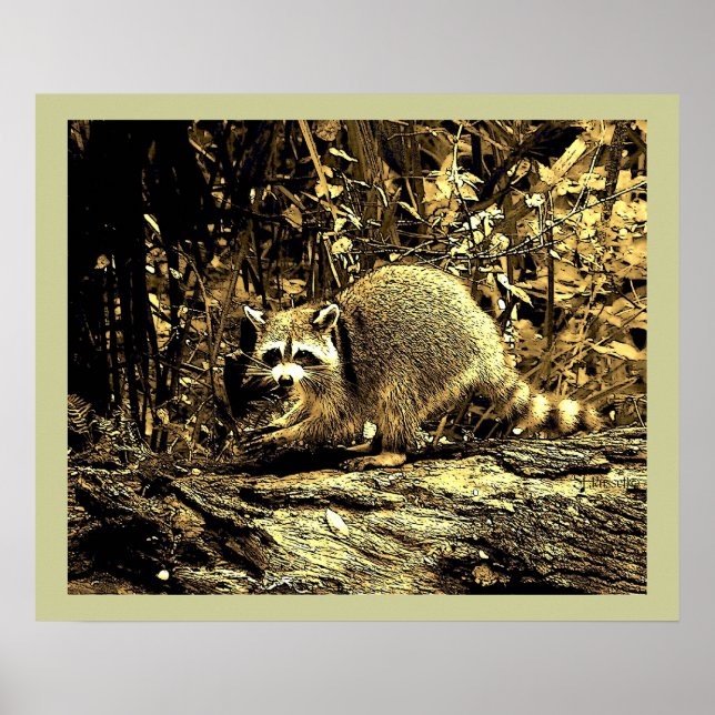 ROCKY RACCOON AUF EINEM BAUM POSTER (Vorne)