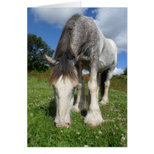 Rocky the Clydesdale Card