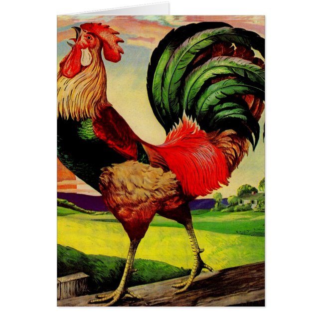 Rocky the Handsome Rooster (Vorne)