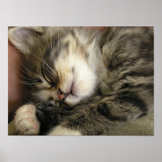 Rocky the Kitten Poster (Vorne)