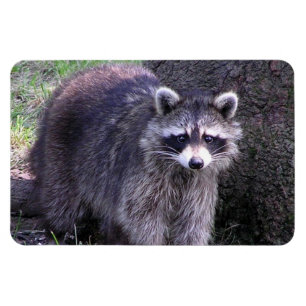 Rocky the Raccoon Magnet