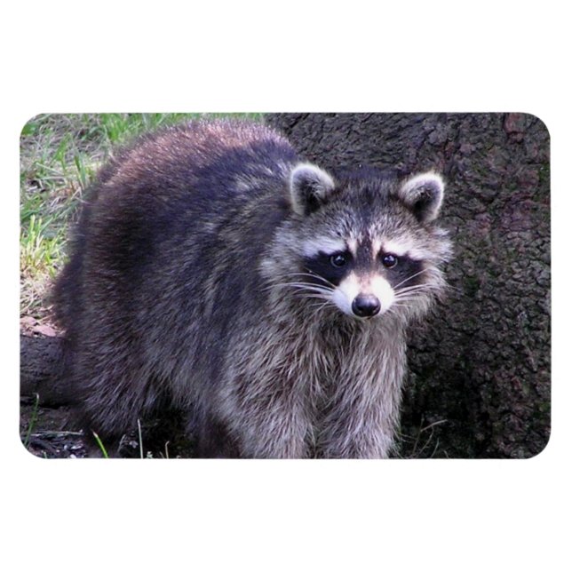 Rocky the Raccoon Magnet (Horizontal)