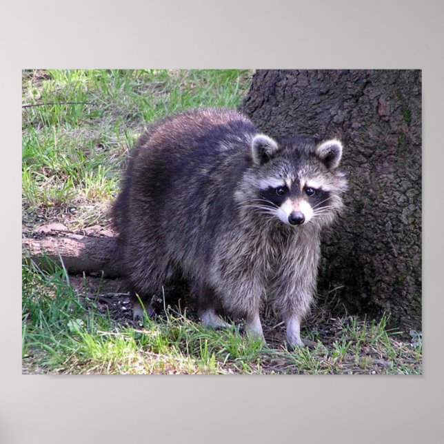 Rocky the Raccoon Poster (Vorne)