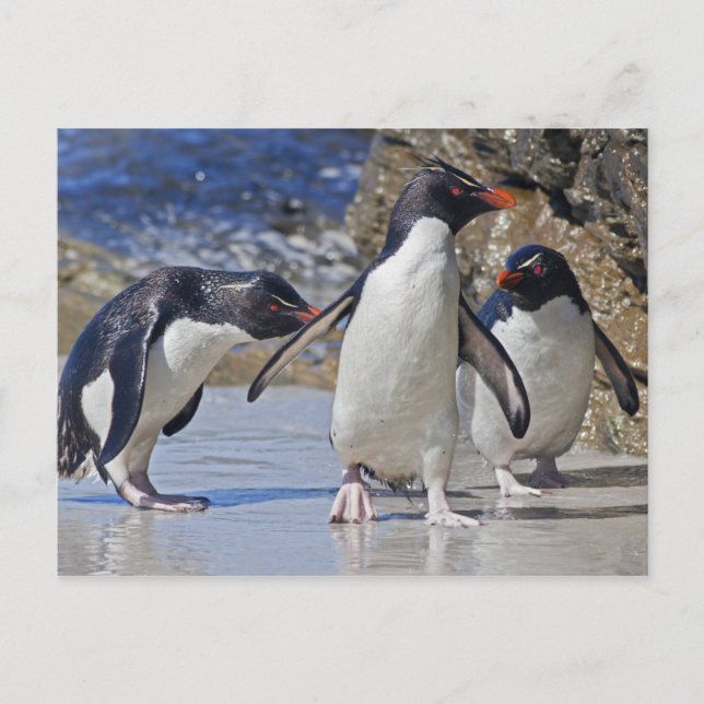Rocky Trio Postcard Postkarte (Vorderseite)