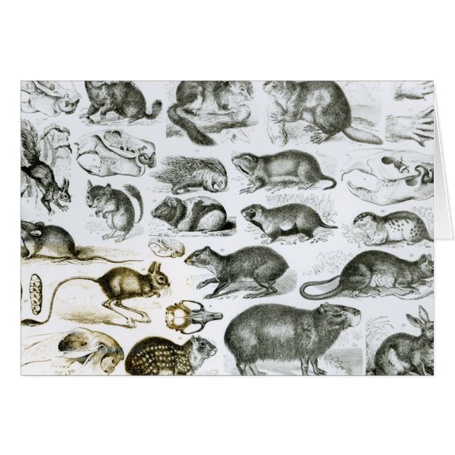 Rodentia-Nagetiere oder zerfressende Tiere (Vorderseite (Horizontal))