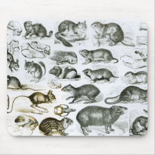 Rodentia-Nagetiere oder zerfressende Tiere Mousepad