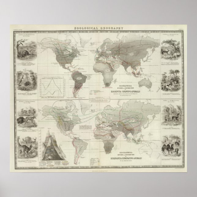 Rodentia, Ruminantia Poster (Vorne)