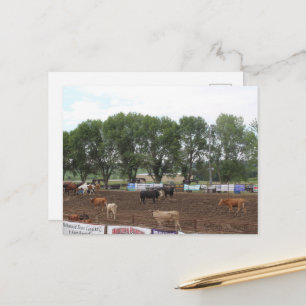 Rodeopferde und Stiere Postkarte