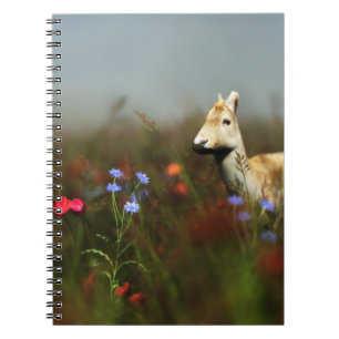 Roe dans un Carnet pré