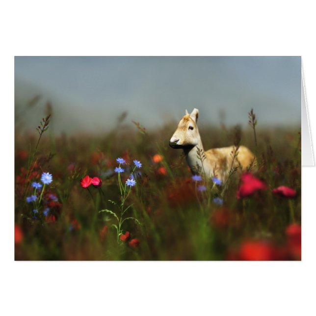 Roe dans une carte Meadoe (Devant horizontal)