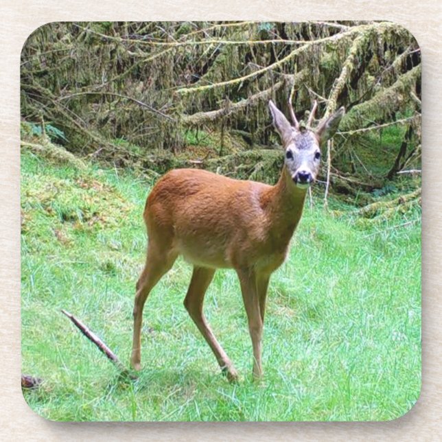 Roe Deer Stag Posing 6 Untersetzer Set (Vorderseite)