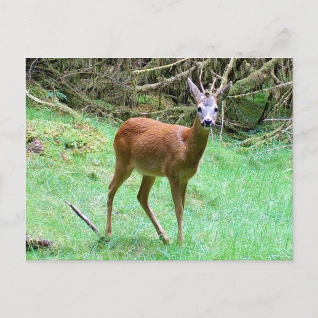 Roe Deer Stag Posing Feiertagspostkarte (Vorderseite)