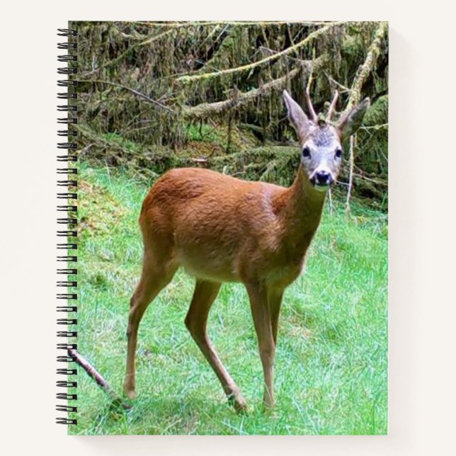 Roe Deer Stag Posing Notizbuch (Vorderseite)