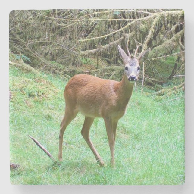 Roe Deer Stag Posing Steinuntersetzer (Vorderseite)