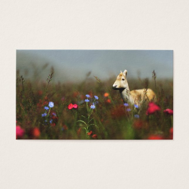 Roe in einem Meadow-Lesezeichen (Vorderseite)