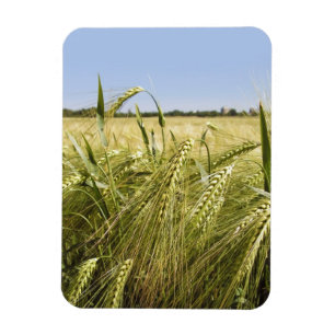 Roggenkorn Botanische Natur Magnet