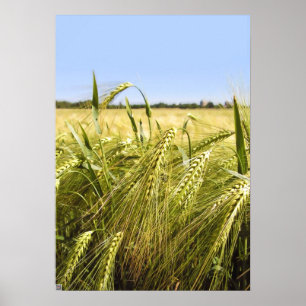 Roggenkorn Botanische Natur Poster