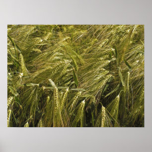Roggenkorn Botanische Natur Poster