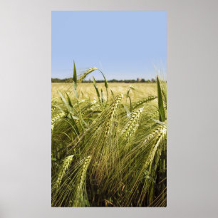 Roggenkorn Botanische Natur Poster