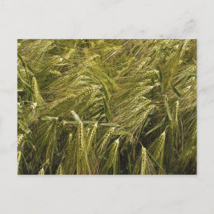Roggenkorn Botanische Natur Postkarte