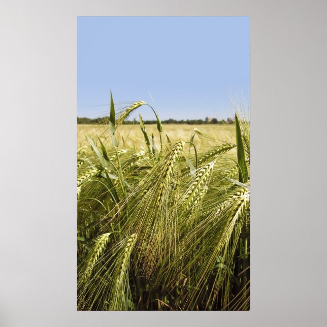 Roggenposter Poster (Vorne)