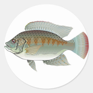 Rohe Meeresfrüchtetilapia-Fisch-Vektor Runder Aufkleber