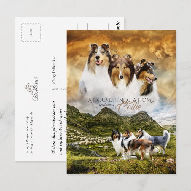 Rohes Collies Portrait & Schafherde + Quote - Postkarte (Vorne/Hinten)