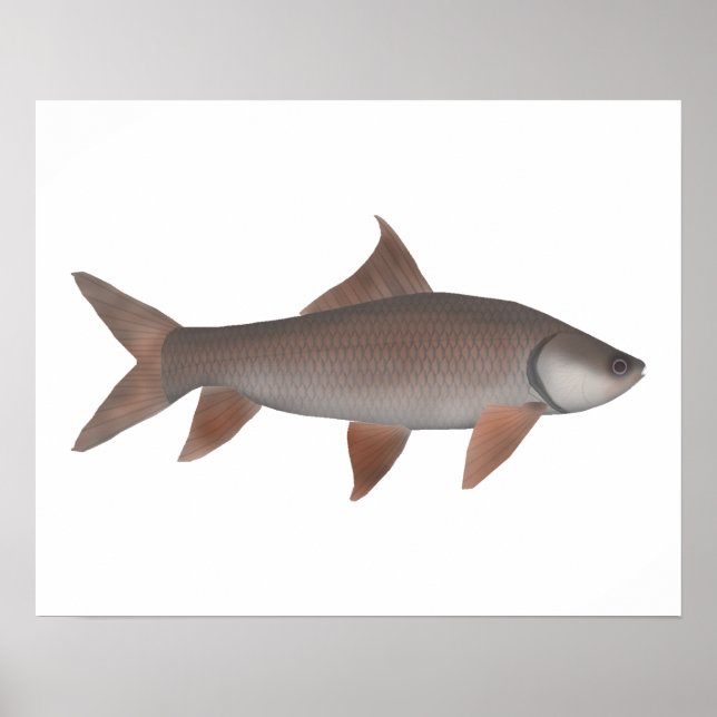 Roho Labeo Poster (Vorne)