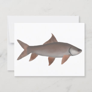 Roho Labeo Postkarte