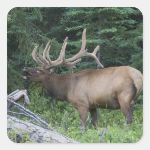 Röhrender Wapiti im Banff-Nationalpark, Kanada. Quadratischer Aufkleber