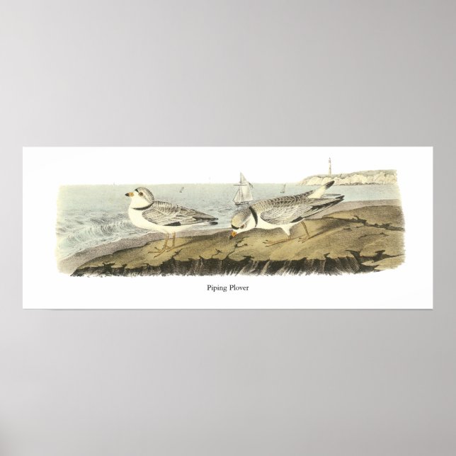 Rohrleitung Plover, John Audubon Poster (Vorne)