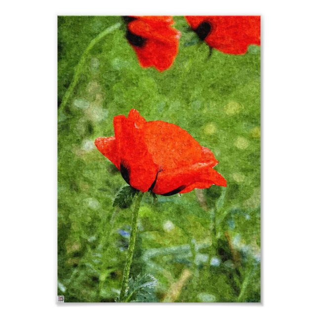 Rohroter Mohn Fotodruck (Vorne)