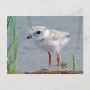 Rohrpflaster Postkarte