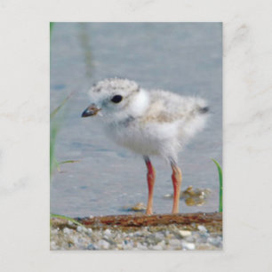 Rohrpflaster Postkarte